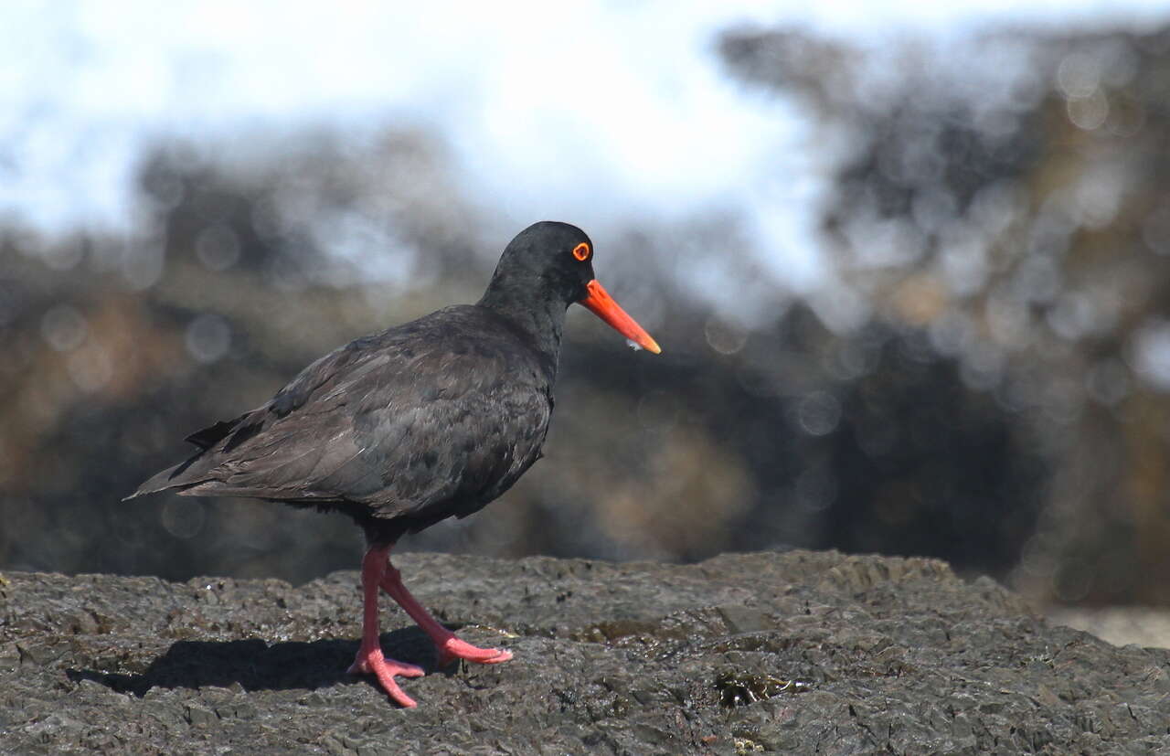 Image of African Black Oystercatcher