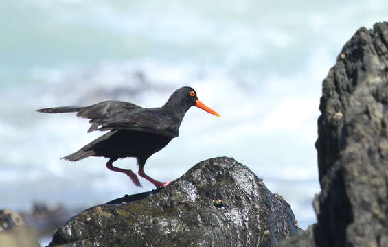 Image of African Black Oystercatcher