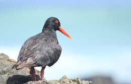 Image of African Black Oystercatcher