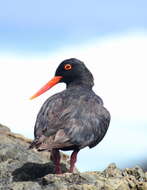 Image of African Black Oystercatcher