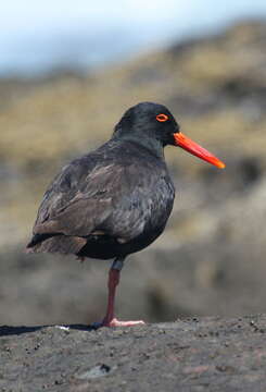 Image of African Black Oystercatcher