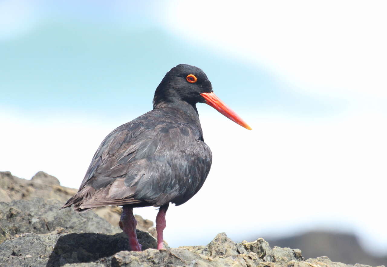 Image of African Black Oystercatcher