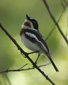 Image of Chinspot Batis