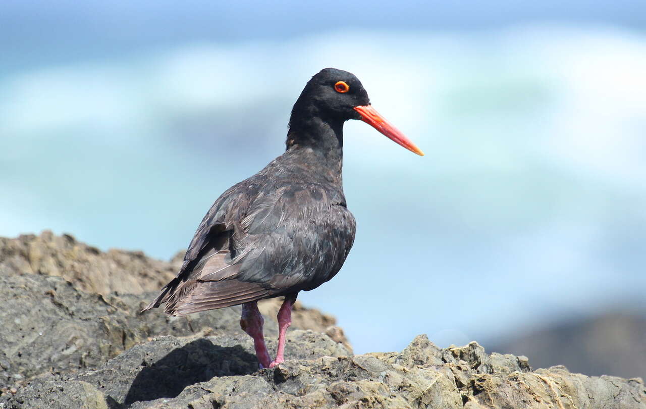 Image of African Black Oystercatcher