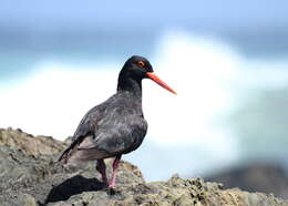 Image of African Black Oystercatcher