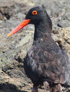 Image of African Black Oystercatcher