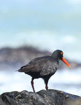 Image of African Black Oystercatcher