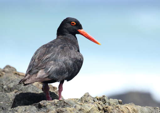 Image of African Black Oystercatcher