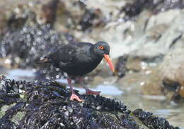 Image of African Black Oystercatcher