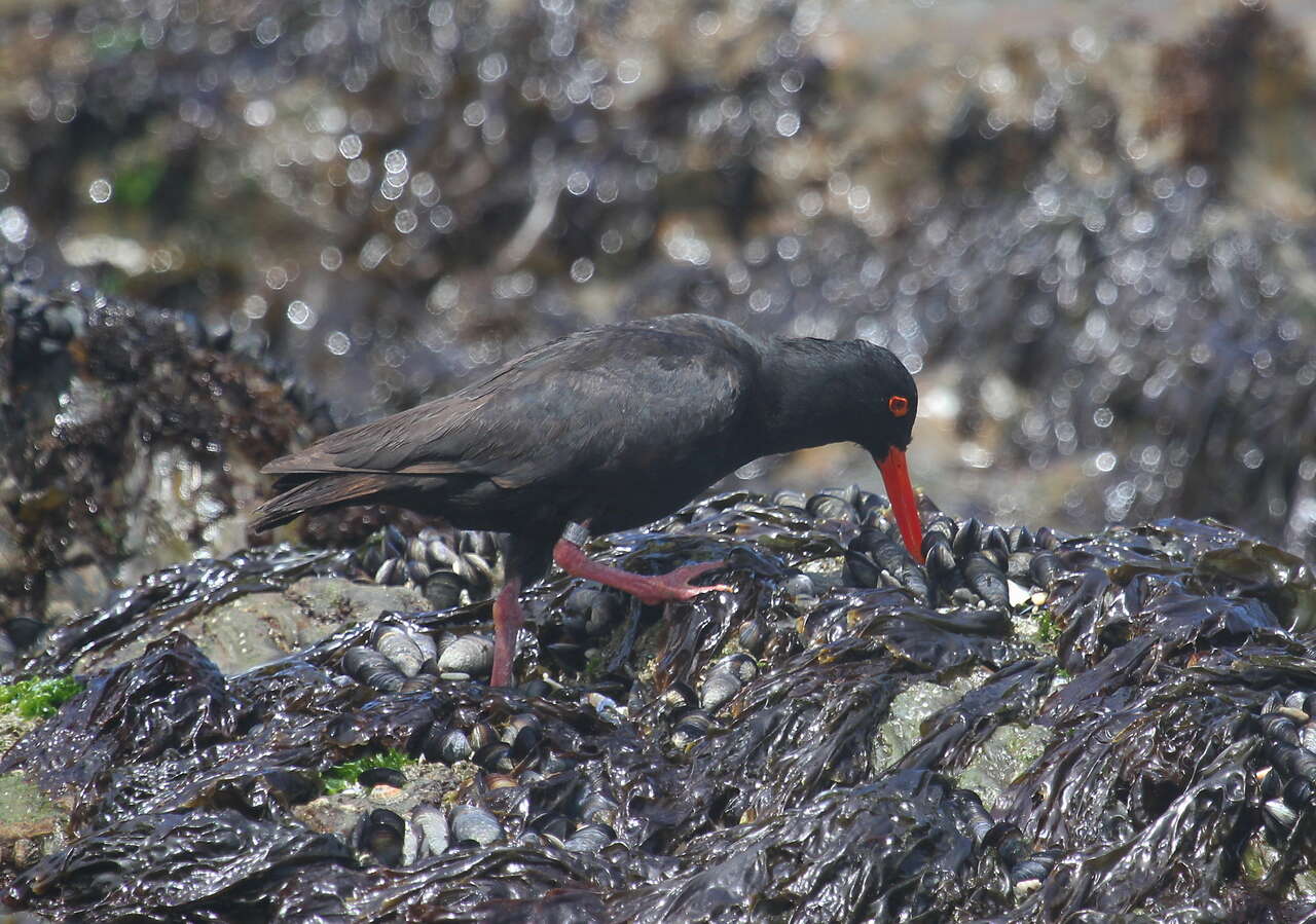 Image of African Black Oystercatcher