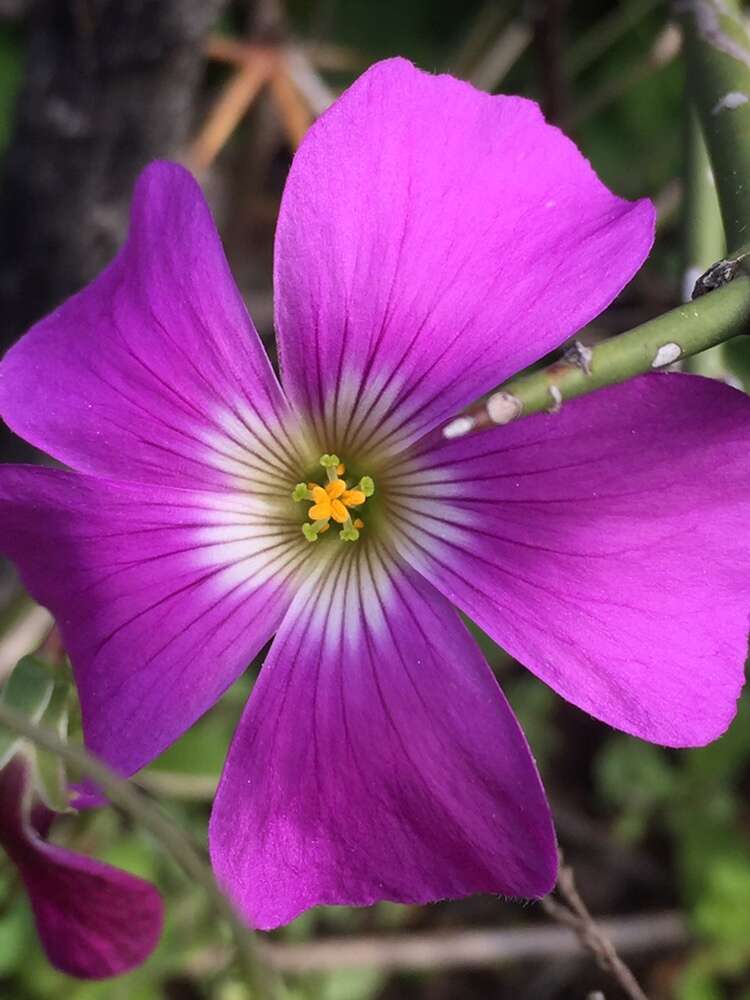 Sivun Oxalis arenaria Bert. kuva