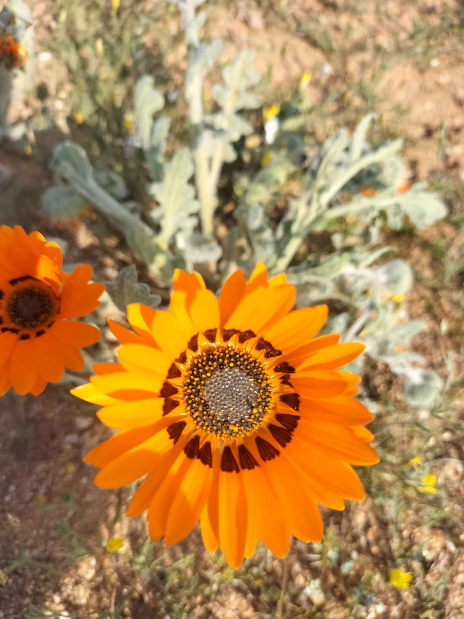 Image of Double Namaqua marigold