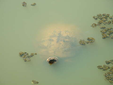 Image of Arrau River Turtle