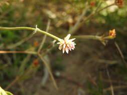 Image de Pfaffia tuberosa (Spreng.) Hicken