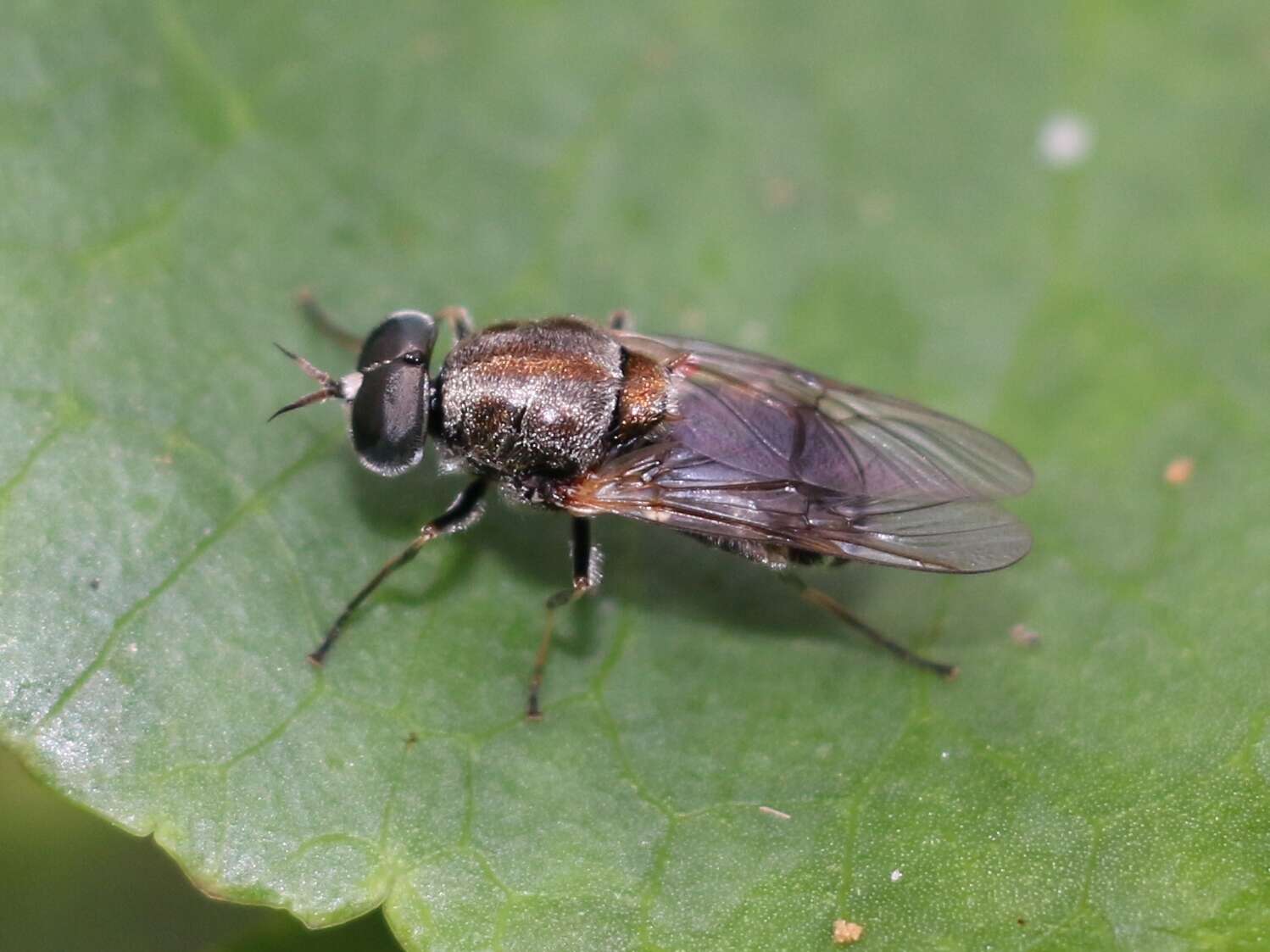 Image of Adoxomyia heminopla (Wiedemann 1819)