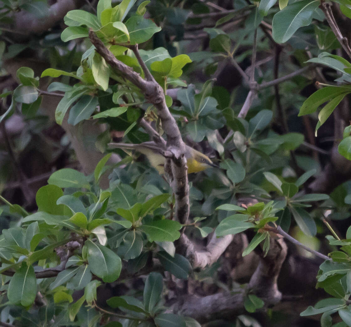 Image of Green-capped Eremomela