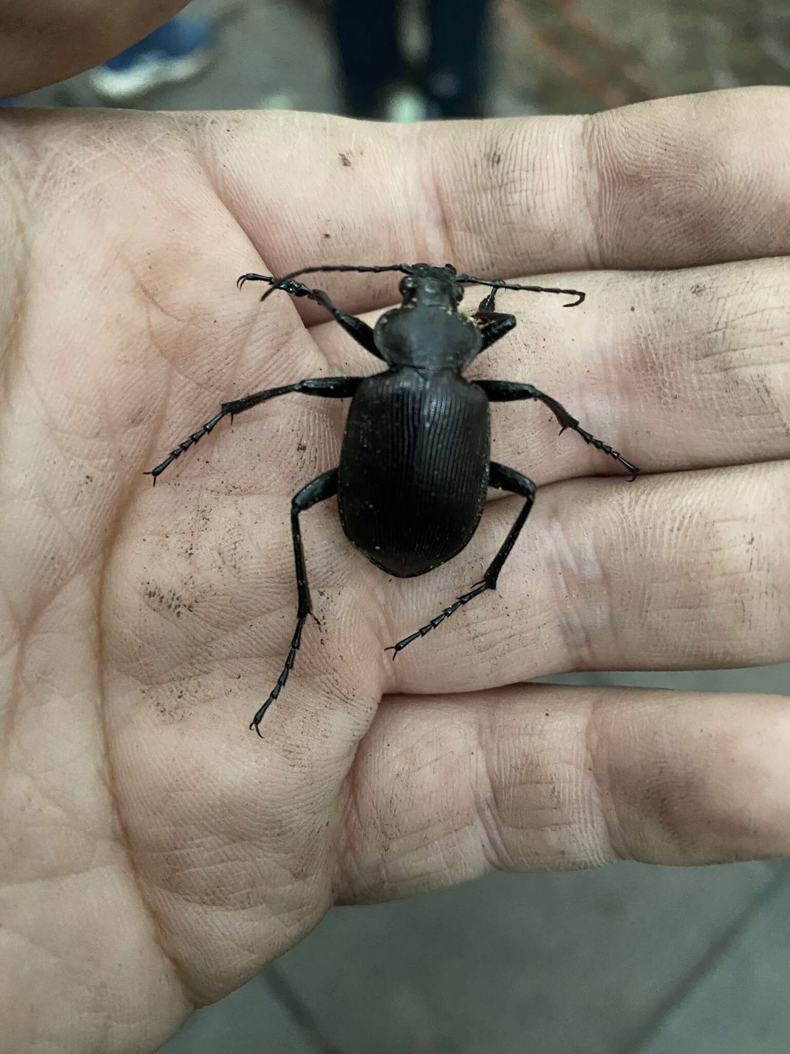 Слика од <i>Calosoma maximowiczi</i>