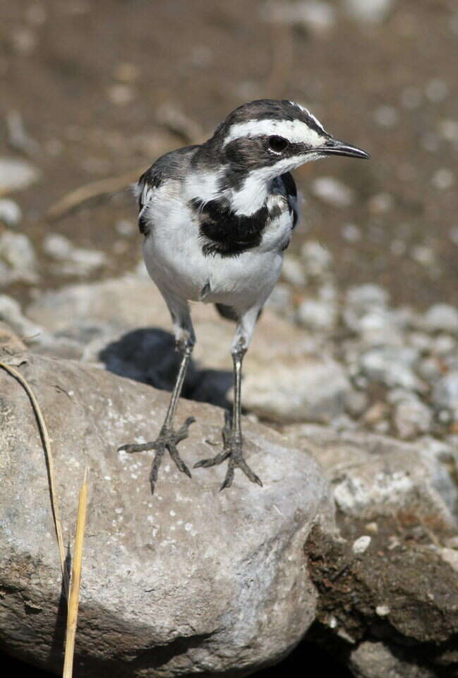 Image of African Pied Wagtail