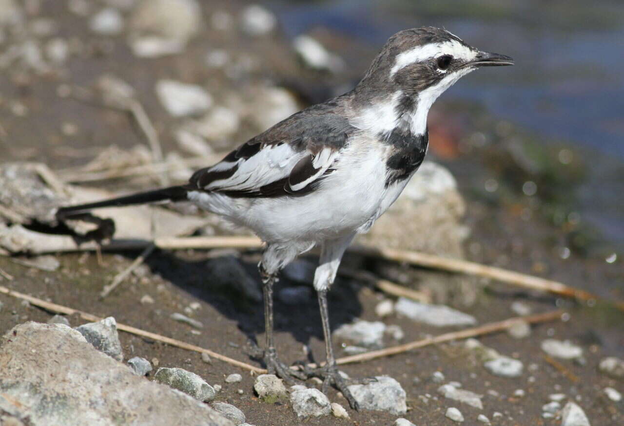 Image of African Pied Wagtail