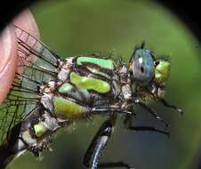 صورة Ophiogomphus susbehcha Vogt & Smith 1993