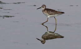 Image of Wood Sandpiper