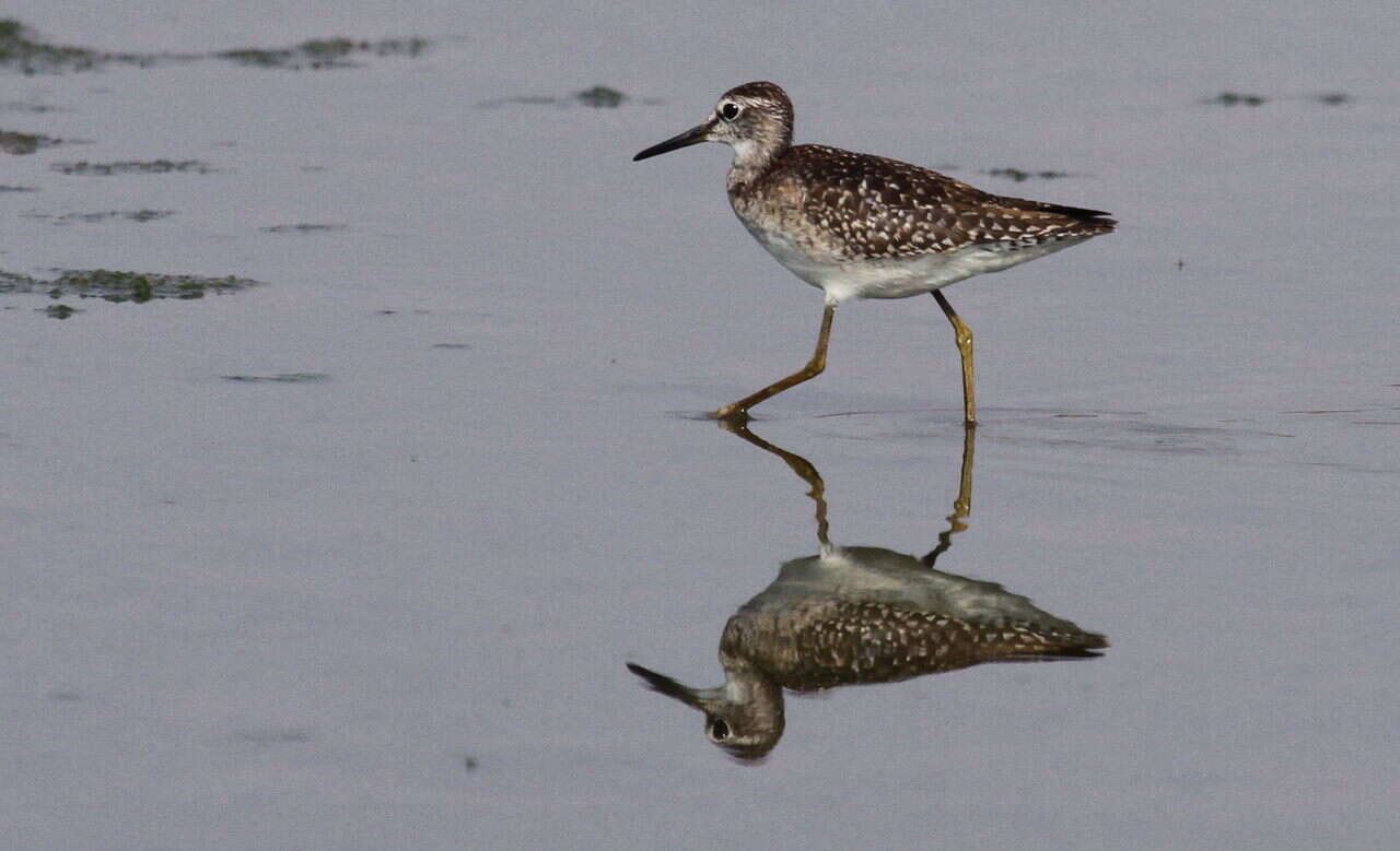 Image of Wood Sandpiper