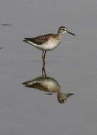 Image of Wood Sandpiper