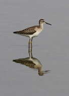 Image of Wood Sandpiper