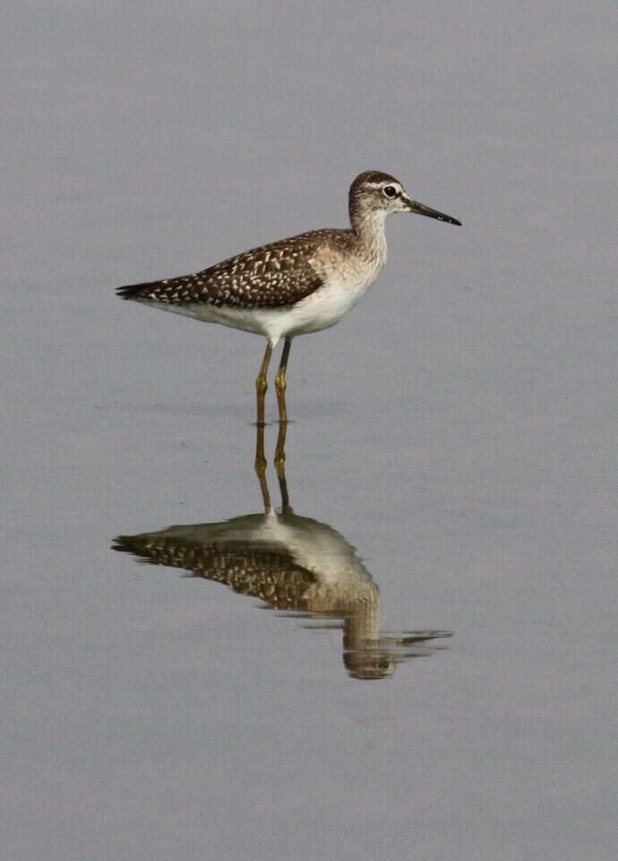 Image of Wood Sandpiper