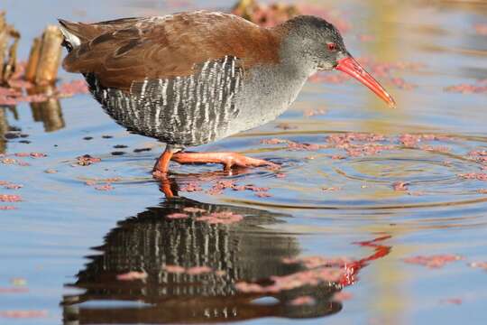 Image of African Rail