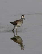 Image of Wood Sandpiper