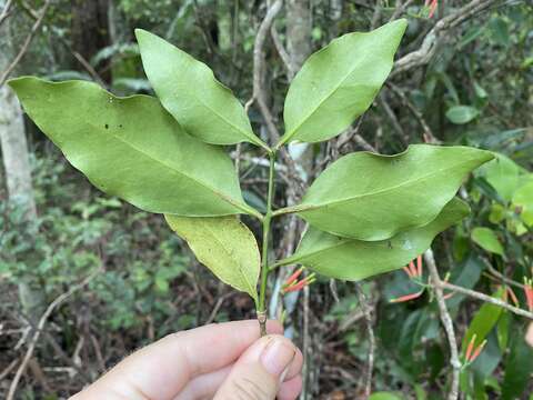 Image de Amylotheca dictyophleba (F. Müll.) Tieghem