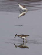 Image of Wood Sandpiper