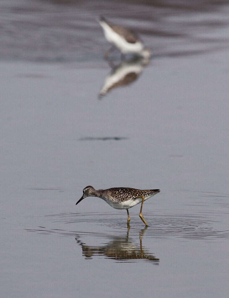 Image of Wood Sandpiper