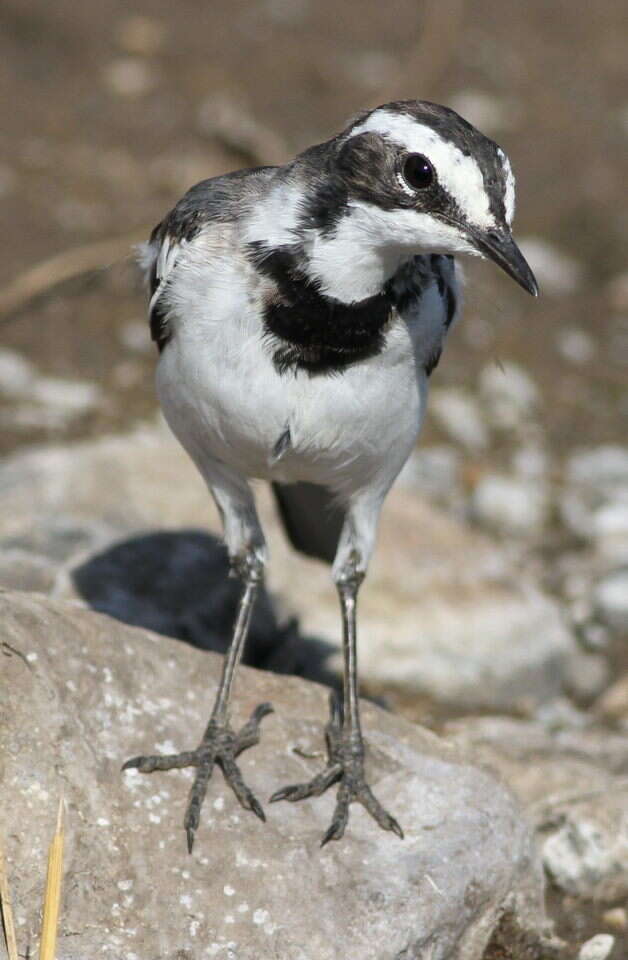 Image of African Pied Wagtail