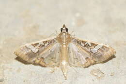 Image of Moth