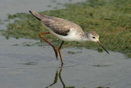 Image of Marsh Sandpiper