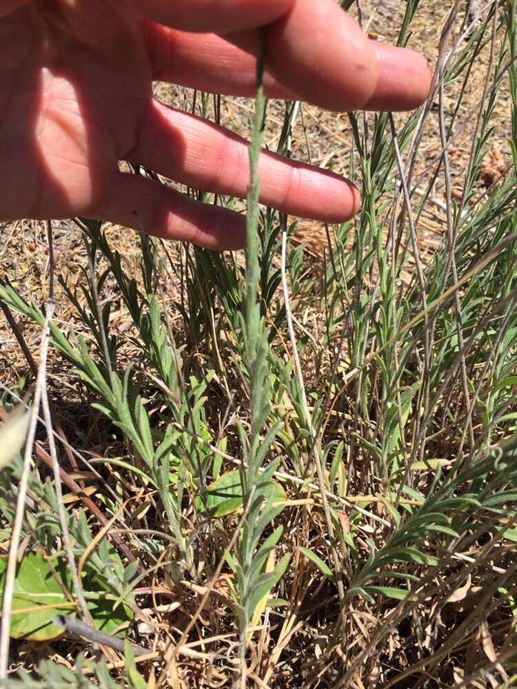 Слика од Erigeron petrophilus Greene