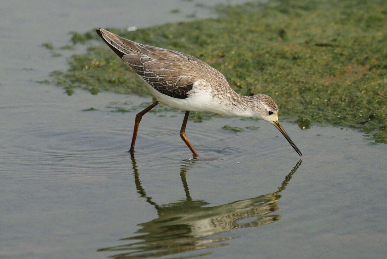 Image of Marsh Sandpiper