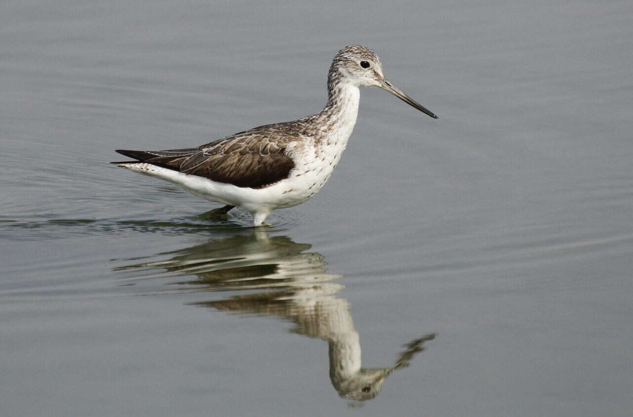 Image of Common Greenshank