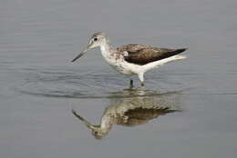 Image of Common Greenshank