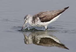 Image of Common Greenshank