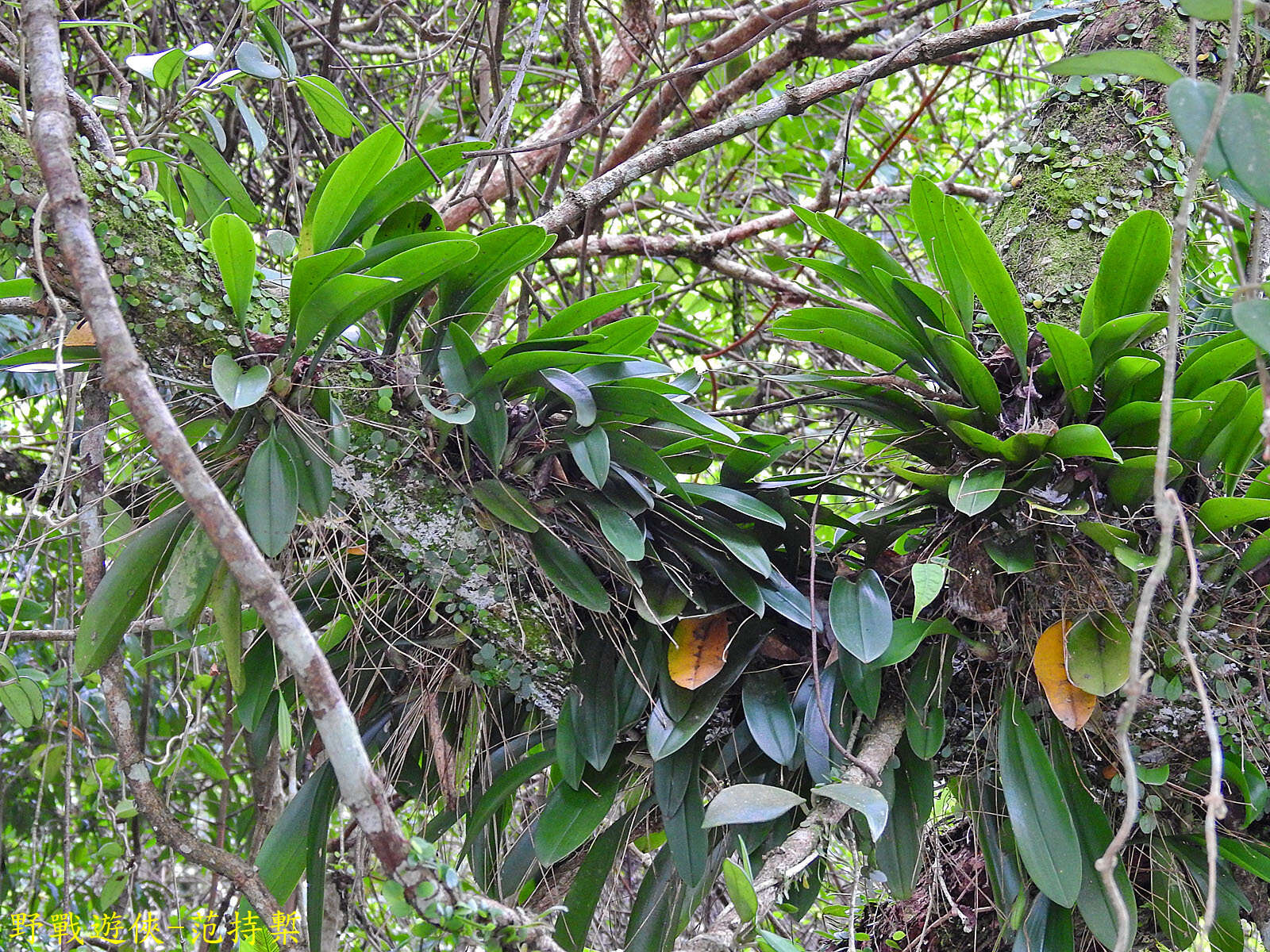 Image of Bulbophyllum macraei (Lindl.) Rchb. fil.