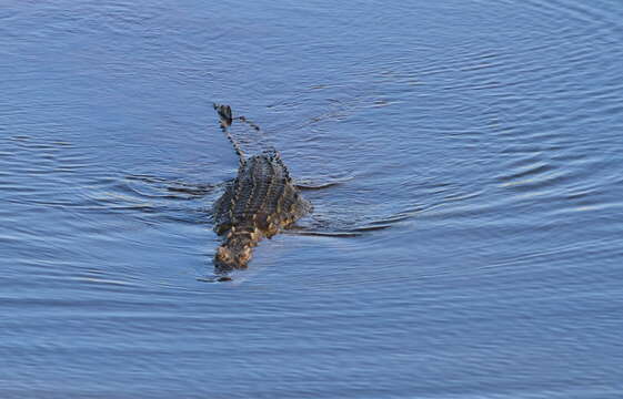 Image of Nile crocodile