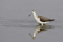 Image of Common Greenshank