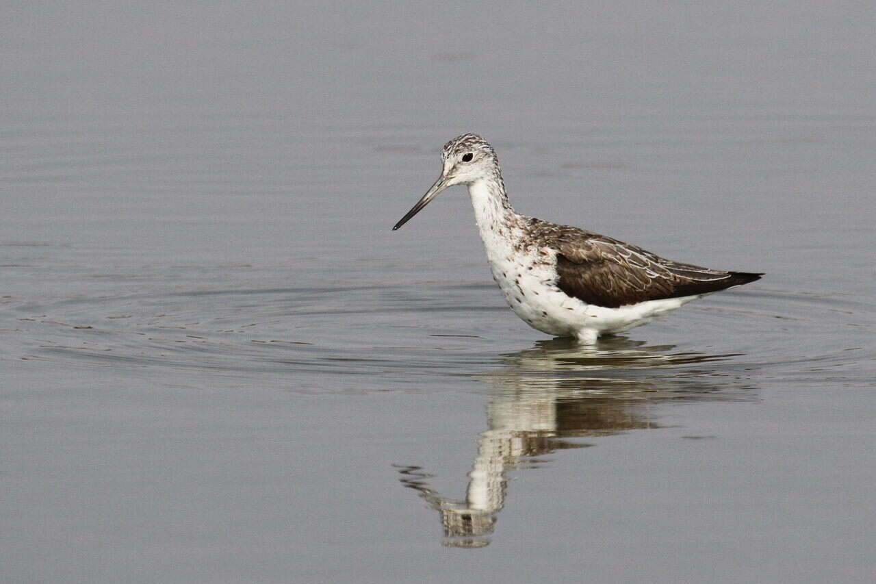 Image of Common Greenshank