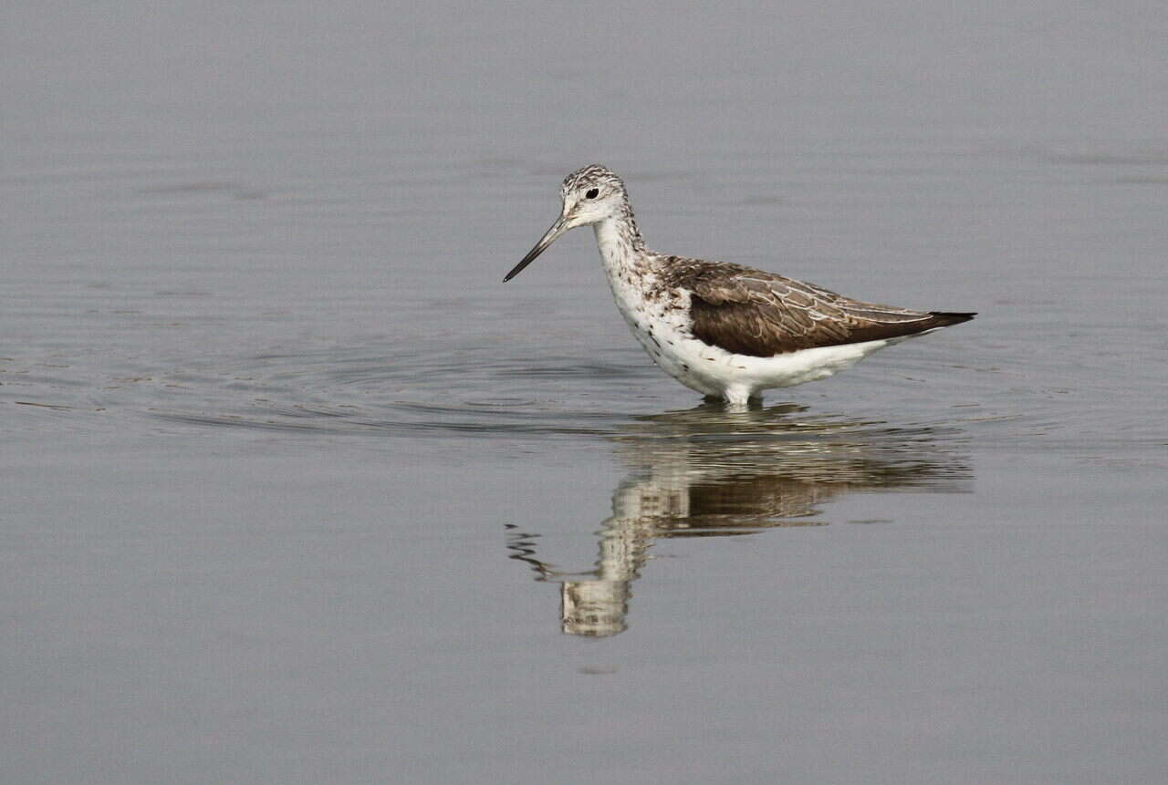 Image of Common Greenshank