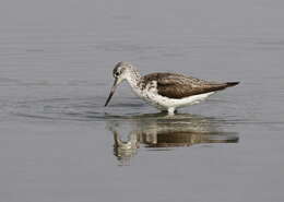 Image of Common Greenshank