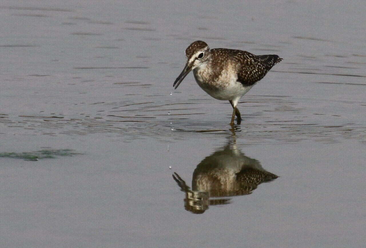 Image of Wood Sandpiper