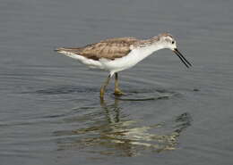 Image of Common Greenshank